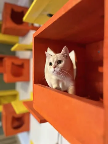 Kedi Mestan'ın Değerlendirmesi