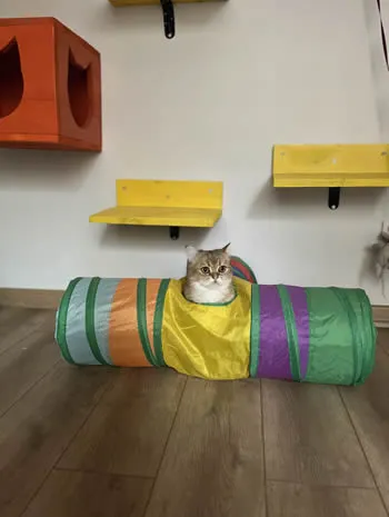 Kedi Simba'nın Değerlendirmesi
