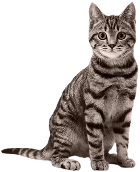 İstanbul Kedi Oteli